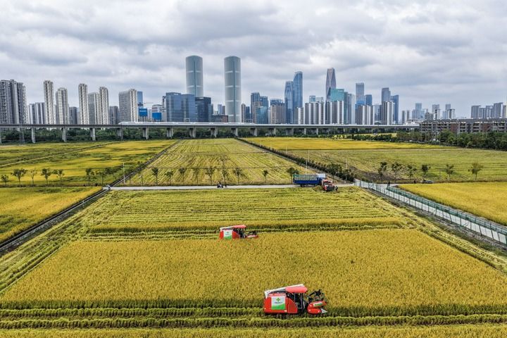   2025年10月21日，收割机在浙江省杭州市萧山区世纪田园粮食功能区的稻田里收割水稻，远处高铁列车飞驰而过（无人机照片）。